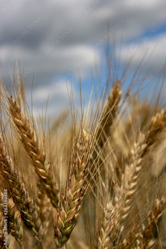 Fototapeta premium Ripe wheat ears closeup. Field with splendid wheat