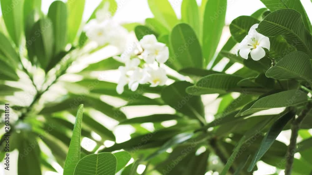 plumeria or frangipani flower with blurred leaves as background plumeria or frangipani flower with blurred leaves as background