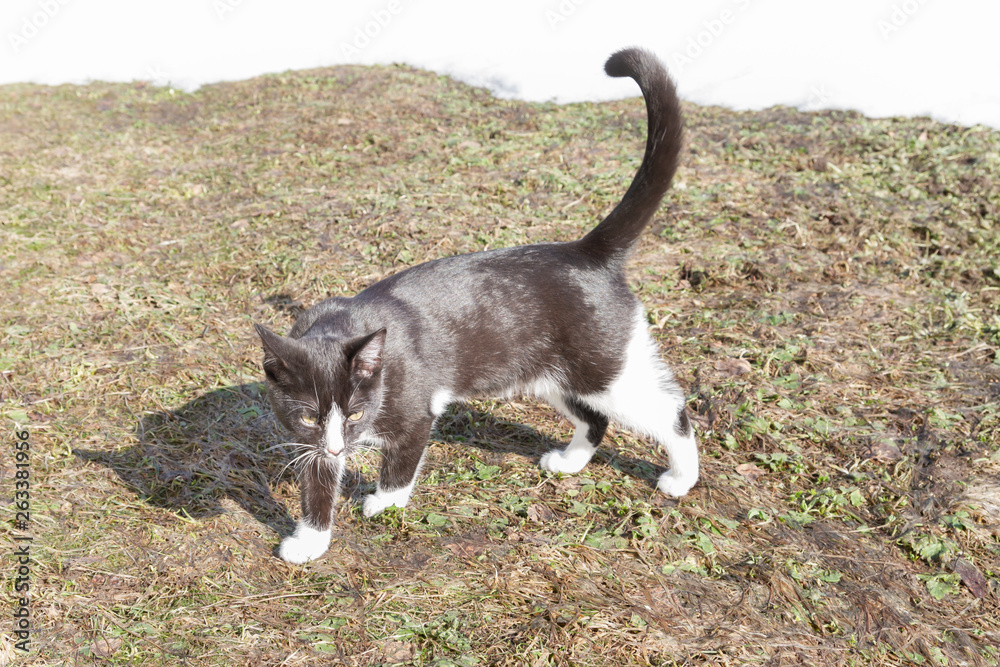 Young black and white cat walks on the street in early spring outside the city