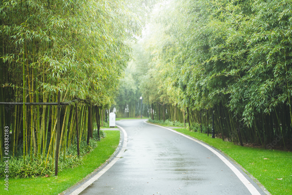Fototapeta premium Roadside fresh green Bamboo trees