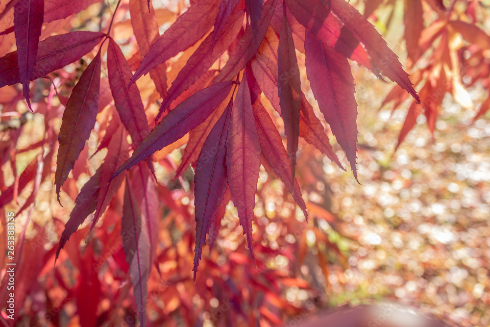 red leaves hanging from tree on bright sunny day red leaves hanging from tree on bright sunny day