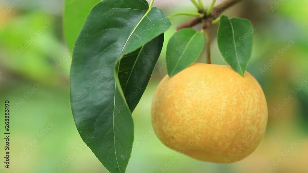 Farmer harvesting Japanese pears on plantation. Farmer harvesting Japanese pears on plantation.