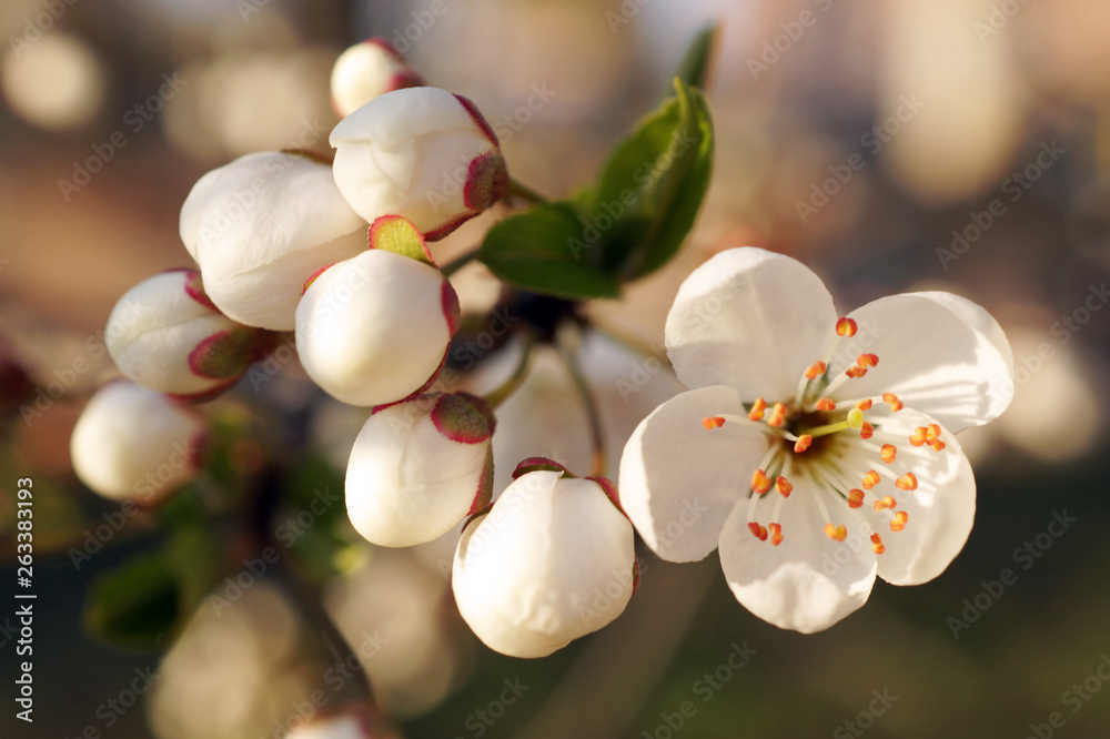 Spring blossom close up.