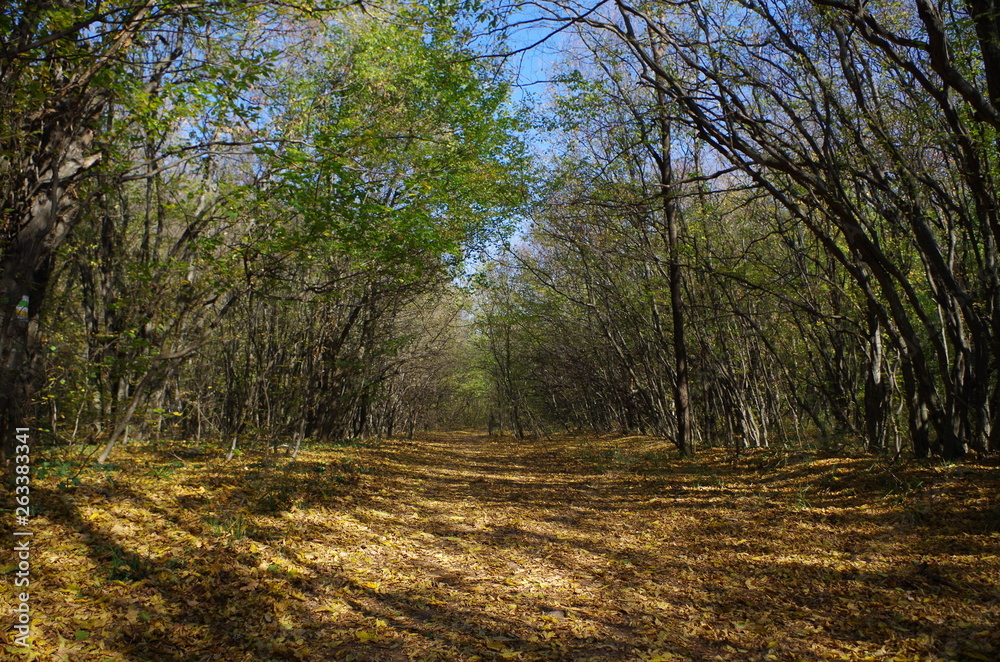 Forest leaves, Shumen Bulgaria Forest leaves, Shumen Bulgaria