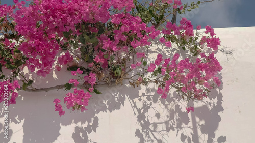 close up of pink bougainvillea above a building on mykonos, greece