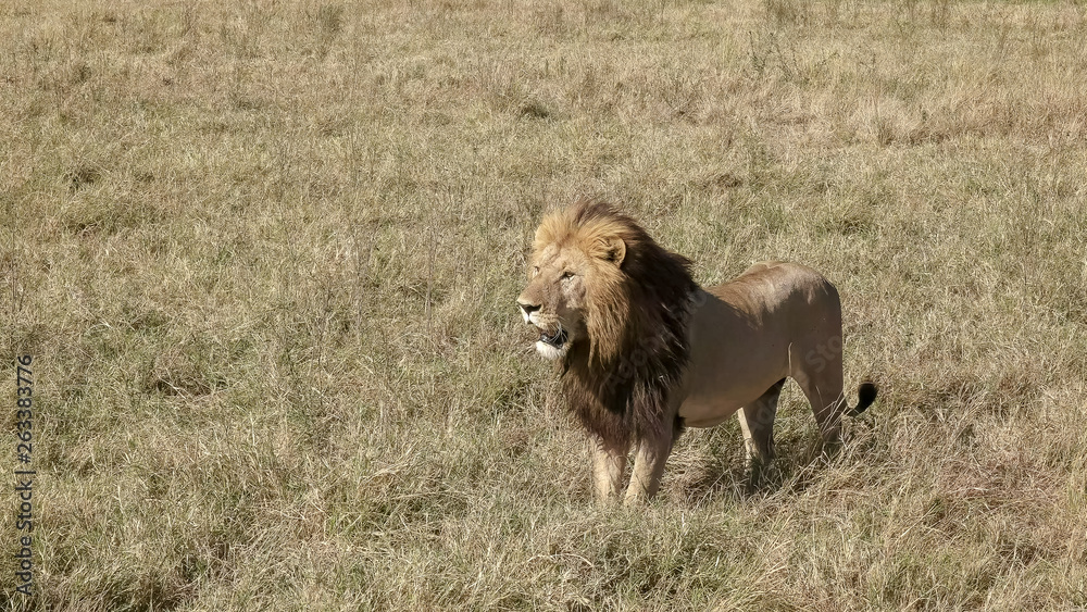 a male lion advances on a rival male in masai mara, kenya a male lion advances on a rival male in masai mara, kenya