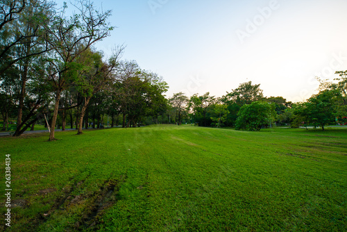 Green city public park with meadow nature landscape