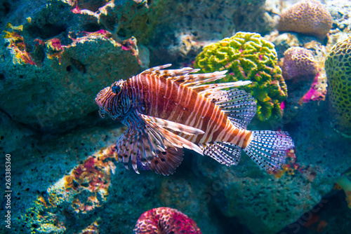Beautiful lion fish in deep sea water aquarium