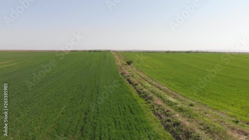 Drone 4k video of green field in nature on windy day