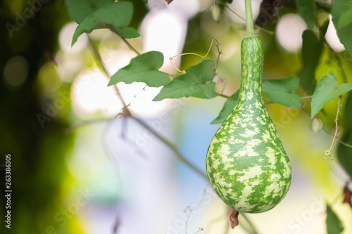 Calabash or Cucurbitaceae plant (Lagenaria Siceraria) at Thailand photo