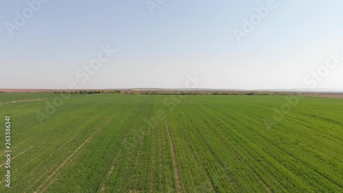 Drone 4k video of green field in nature on windy day