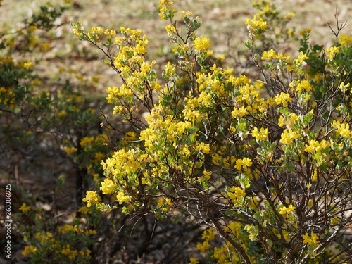 Hippocrepis emerus - Coronille arbrisseau photo