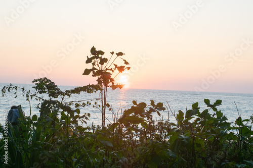 The picture of the tree branches in front of the sunset background