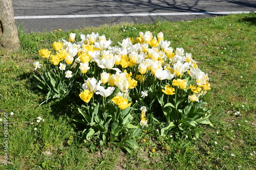 Tulpen photo