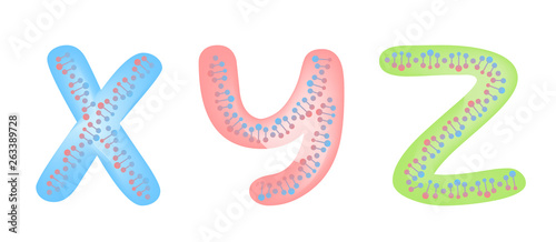 x y z dna / man and women vector