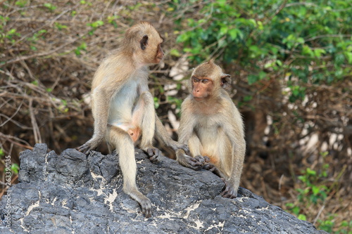 Macaca fascicularis. Two macaques of the crab sitting on the rocks