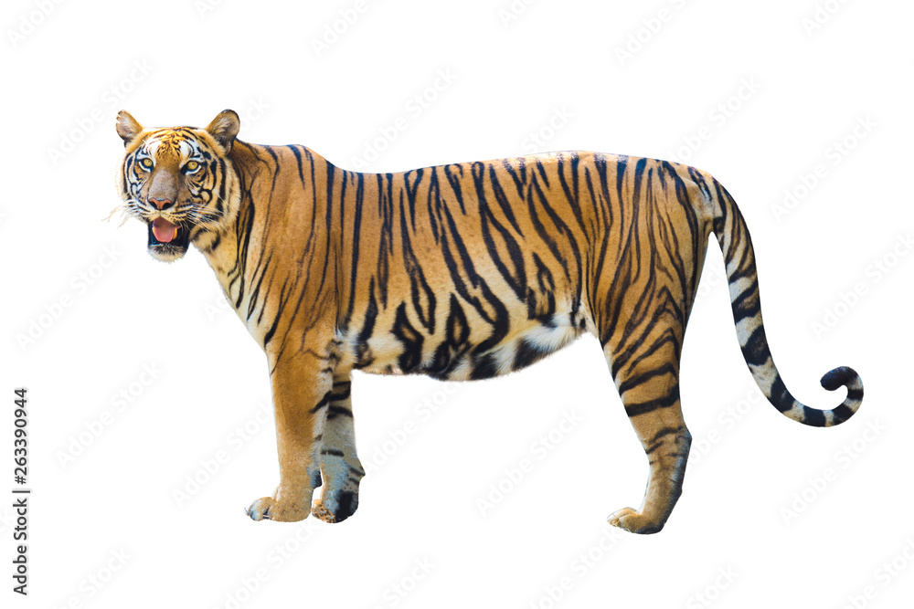 Obraz premium Zdjęcia Tiger na białym tle mają różne czasowniki.