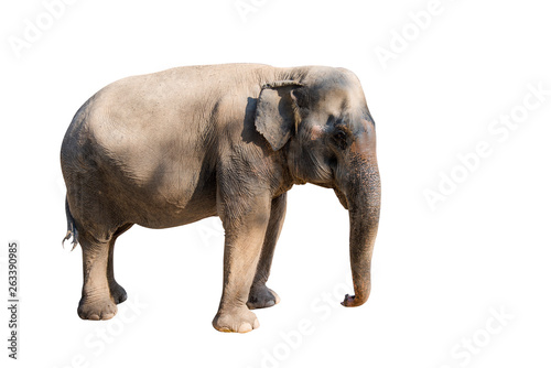 Elephants pictures on different colors have different verbs.