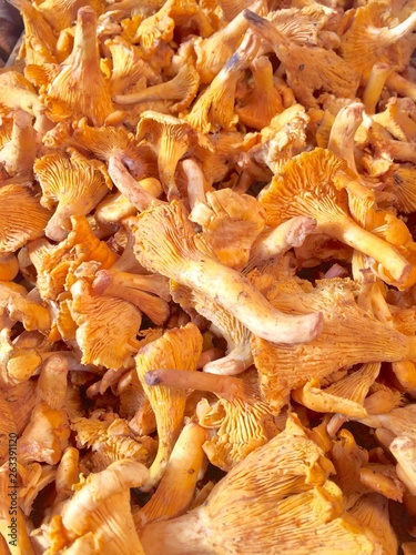 mushrooms on market
