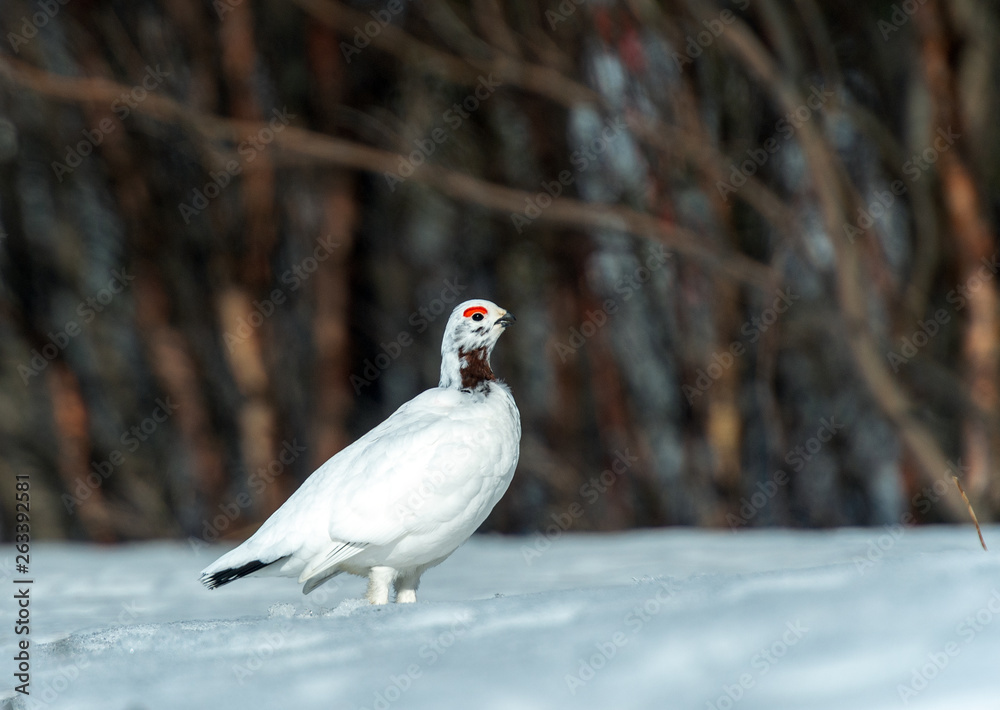 Willow Ptarmigan in the norwegian tundra.Tromso Willow Ptarmigan in the norwegian tundra.Tromso
