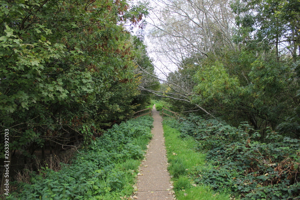 Obraz premium Forest path