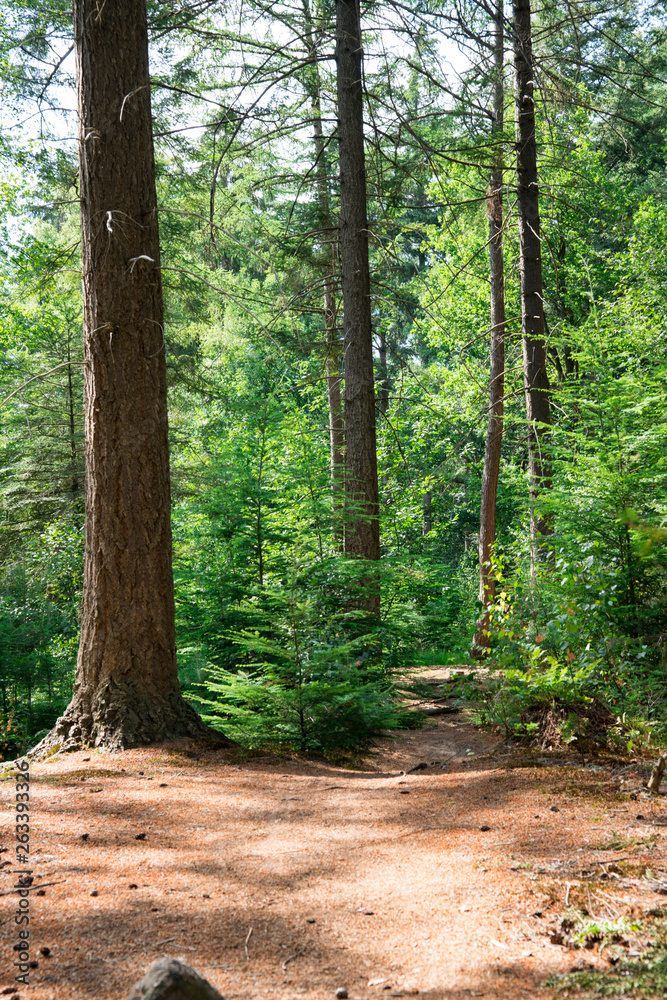 pine trees and hiking path in forest Chaamse Bossen, The Netherlands pine trees and hiking path in forest Chaamse Bossen, The Netherlands
