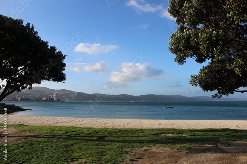Oriental Bay through the trees
