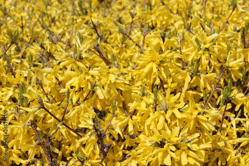 Flowering yellow bushes