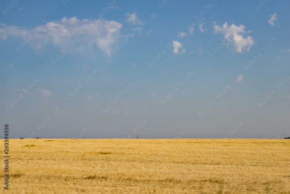 Obraz premium field and blue sky