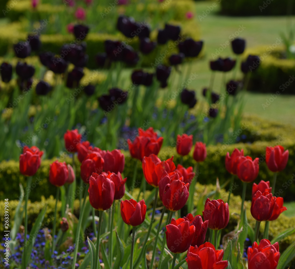 Obraz premium Tulips within a formal garden