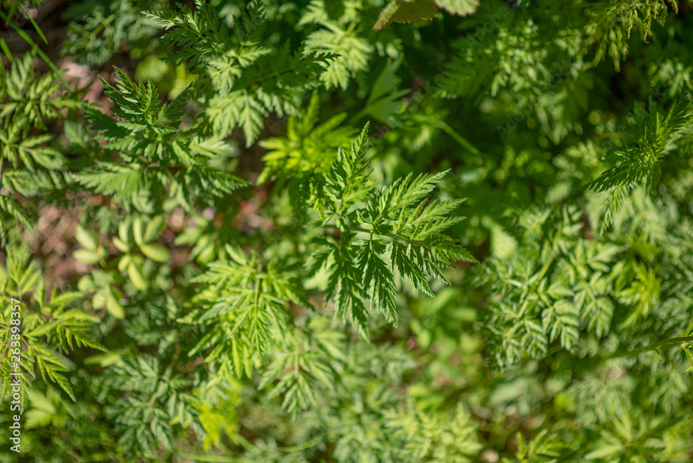fern leaf top view
