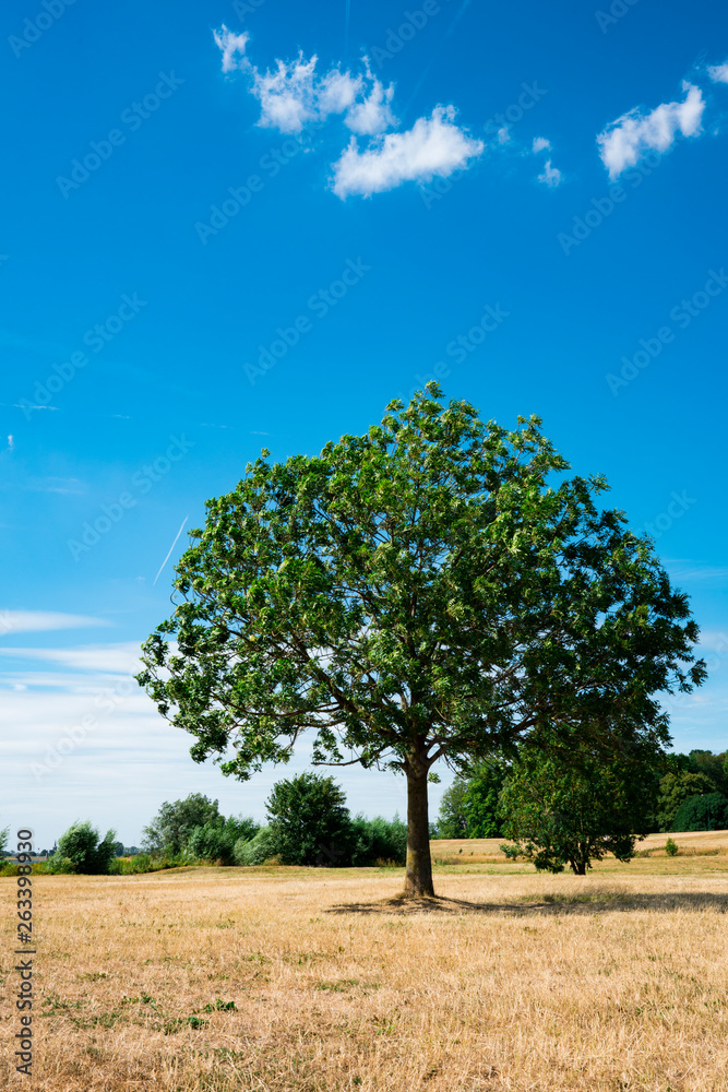 Obraz premium tree on grass field along river, Wijk bij Duurstede, The Netherlands. Against blue sky