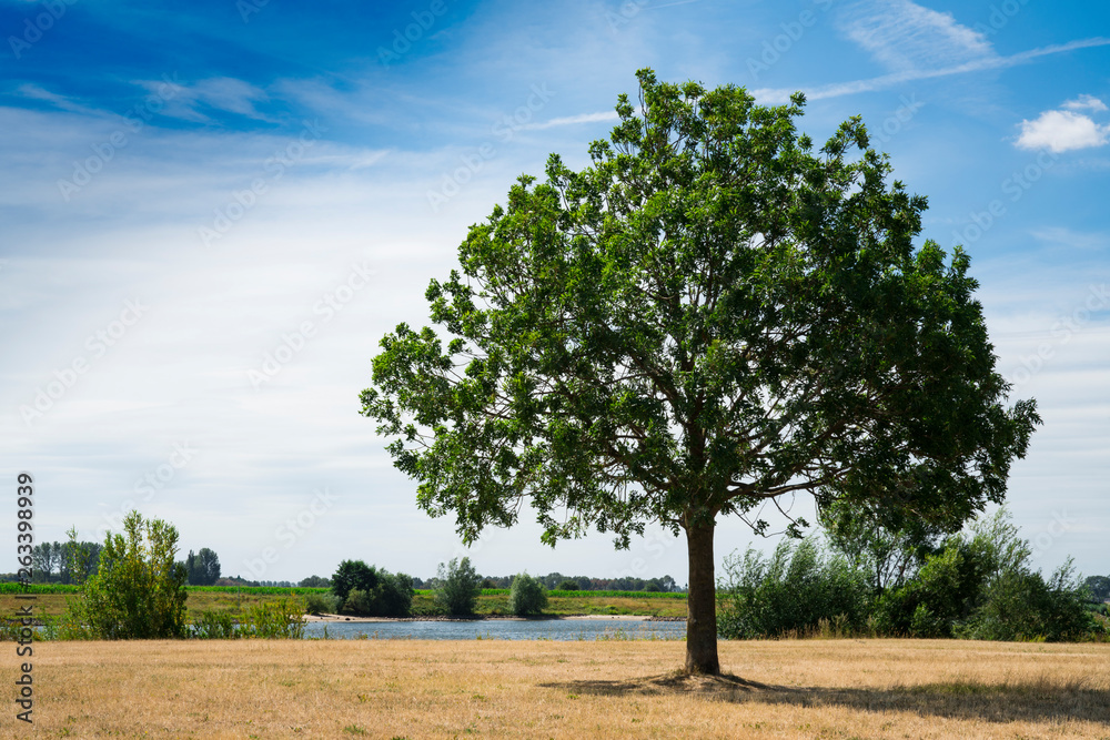 tree on grass field along river, Wijk bij Duurstede, The Netherlands