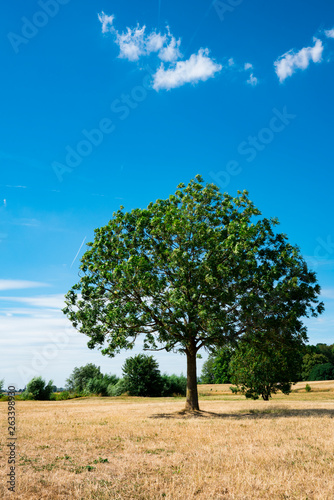 tree on grass field along river, Wijk bij Duurstede, The Netherlands. Against blue sky