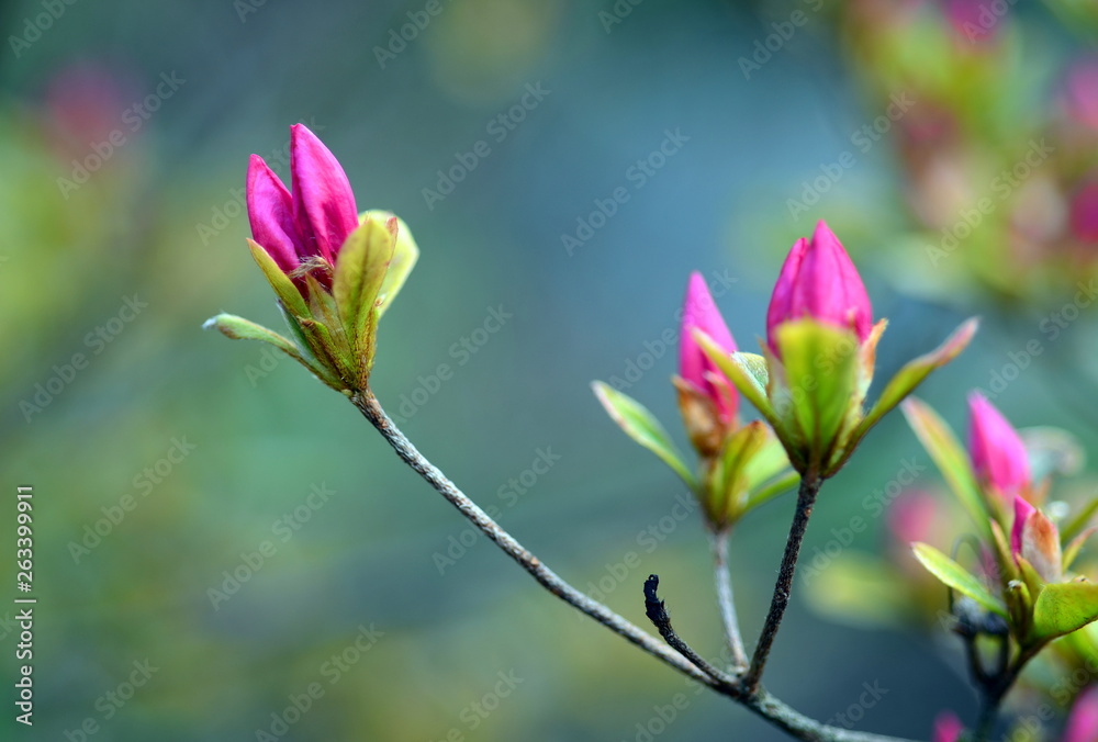 Fototapeta premium Rosarote Knospen an einem Strauch