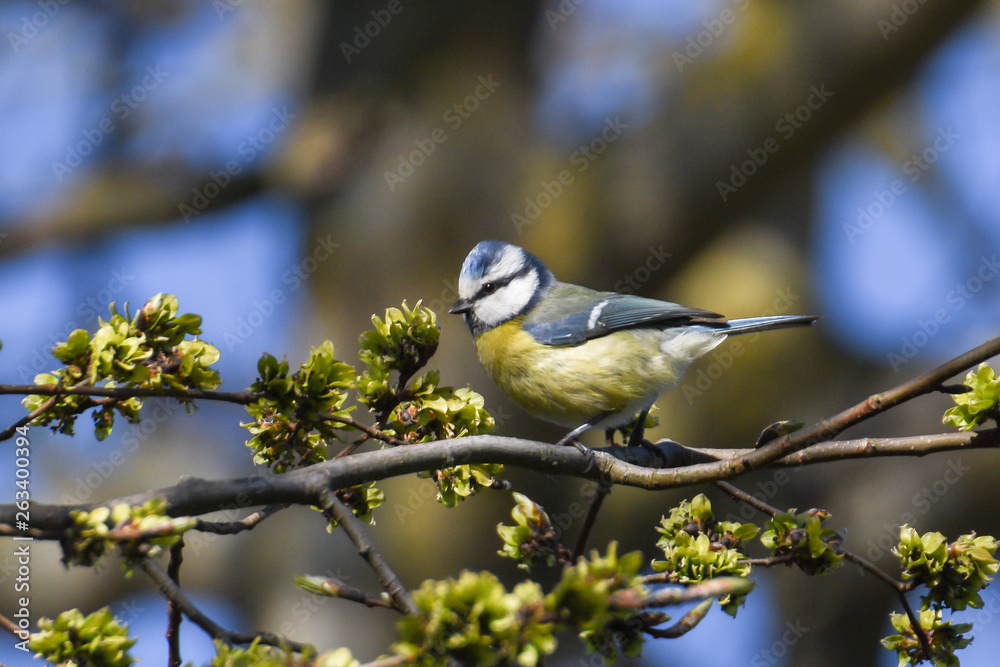 Bluetit on a branch in similar colors Bluetit on a branch in similar colors