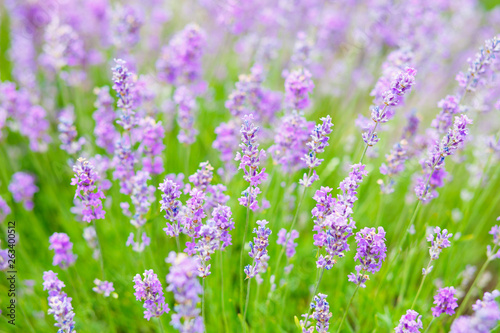 Summer background of lavender flowers. Close up  selective focus.
