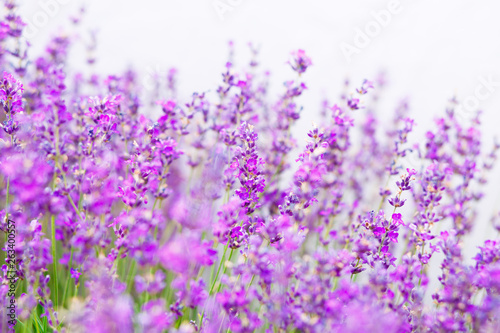 Summer background of lavender flowers. Close up, selective focus. © NesolenayaAleksandra