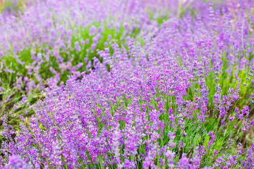 Summer background of lavender flowers. Selective focus. © NesolenayaAleksandra