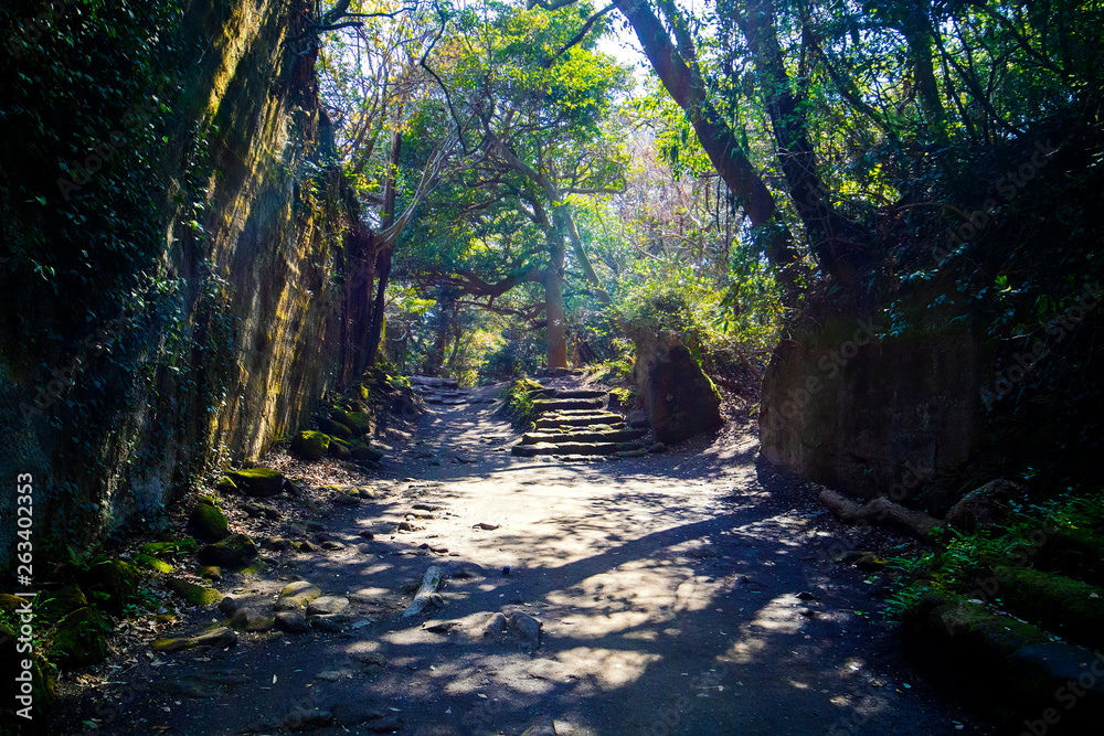 Fototapeta premium 千葉県鋸山の道