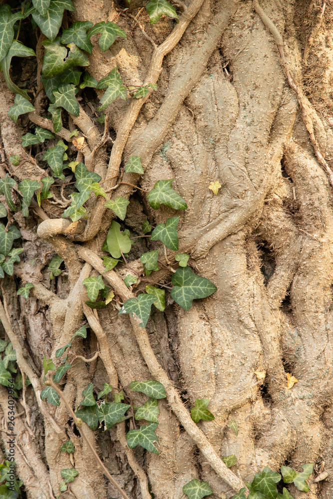 tree bark grown with ivy tree bark grown with ivy