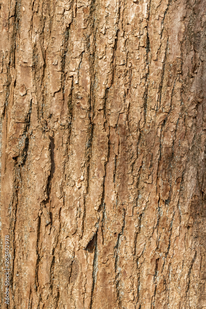 Obraz premium Tree bark vertical texture