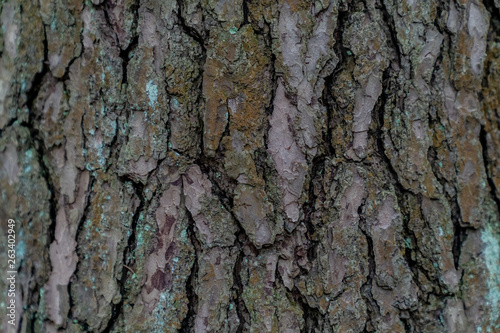Tree bark texture © Dmitrii