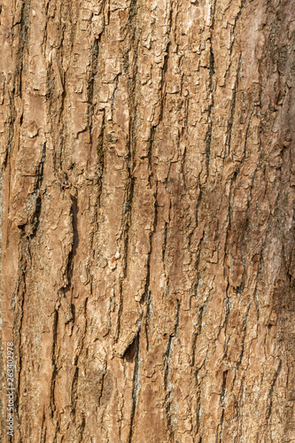 Tree bark vertical texture