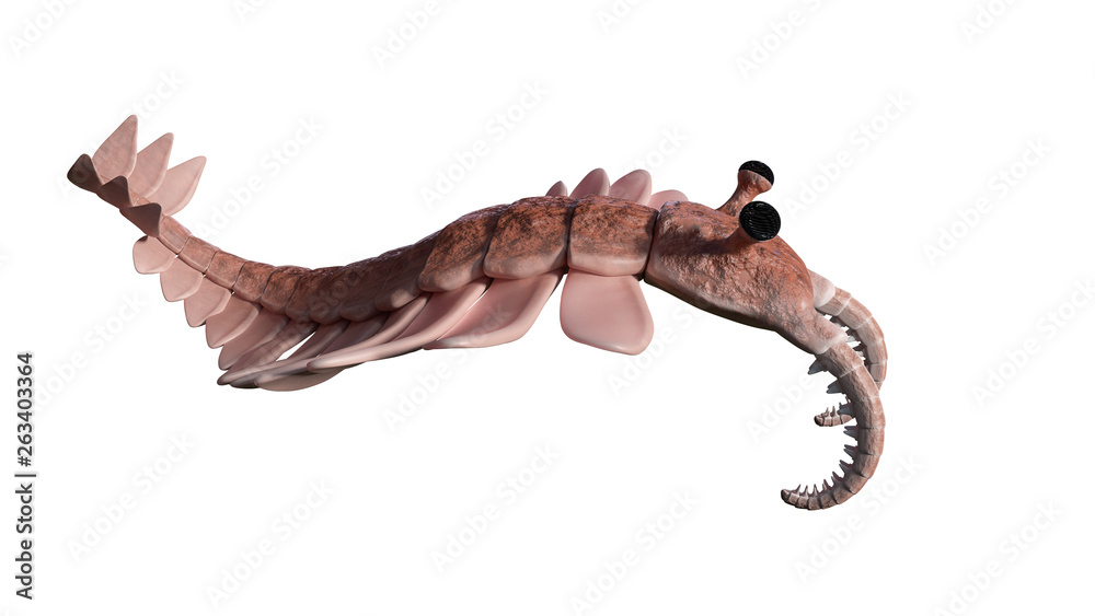 Naklejka premium Anomalocaris, creature of the Cambrian explosion, isolated on white background (3d science illustration)