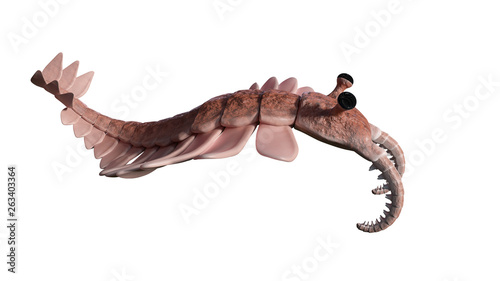 Anomalocaris, creature of the Cambrian explosion, isolated on white background (3d science illustration) photo