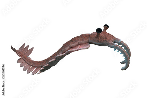 Anomalocaris, creature of the Cambrian period, isolated on white background (3d paleoart rendering) photo