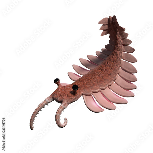 Anomalocaris, creature of the Cambrian period, isolated on white background (3d science illustration) photo