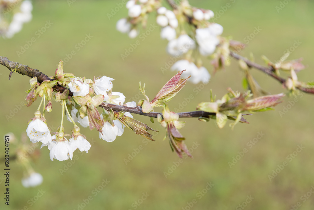 White cherries flowers on the tree.