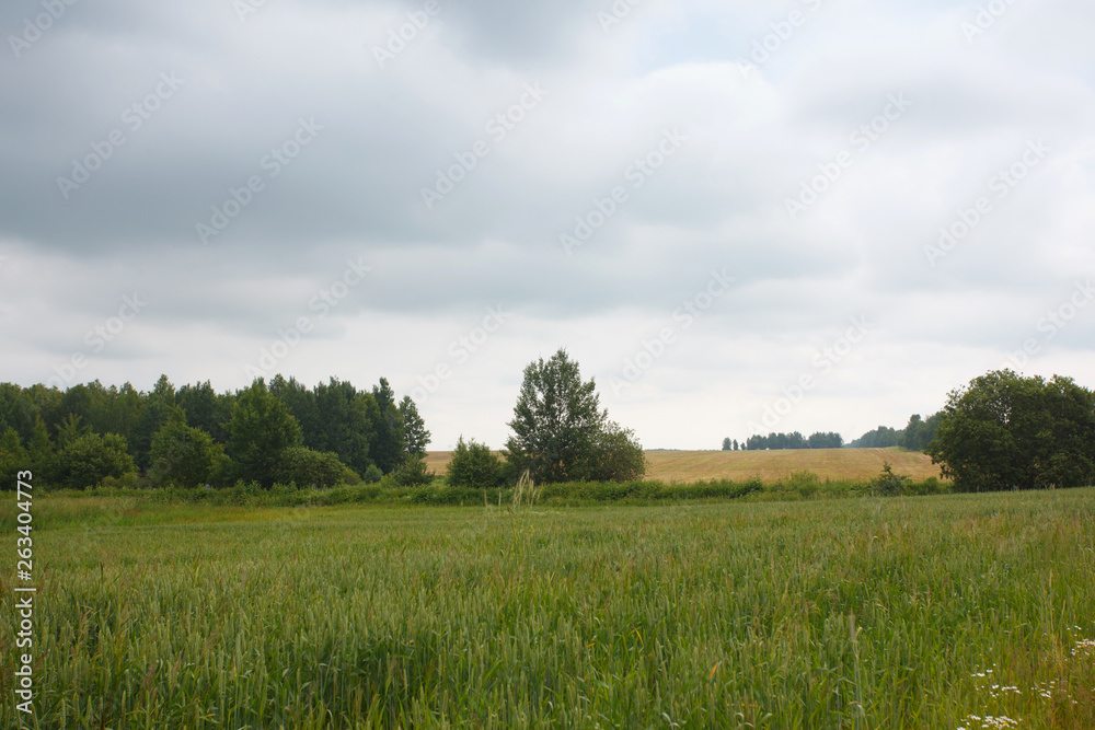 Rural summer landscape with the field